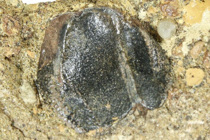 Fossil Triceratops Shed Tooth in Sandstone - Wyoming #379874